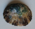 /products/patella-ornata-dillwyn-1817/